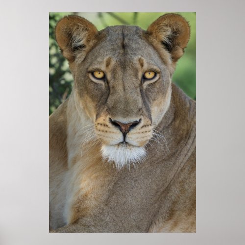Lion Portrait Mashatu Reserve Botswana Poster