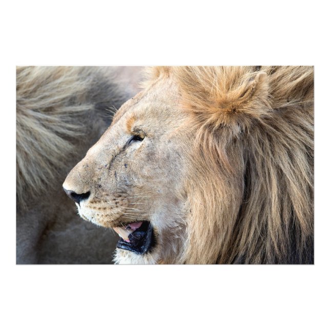 Lion Portrait Photo Print (Front)