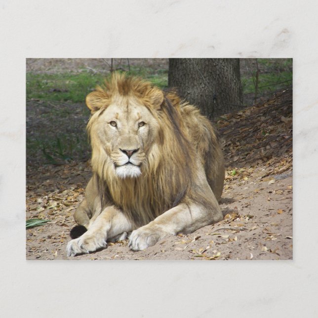 Lion Post Card (Front)