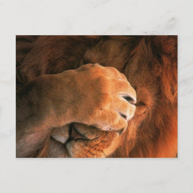 Lion Postcard (Front)
