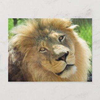 Lion Postcard