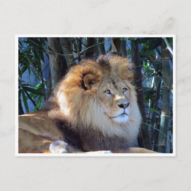 lion postcard (Front)