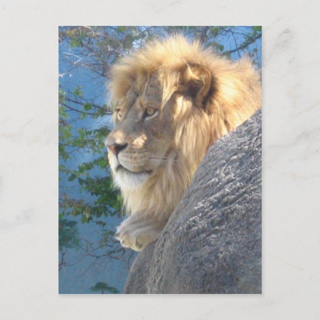 Lion Postcard (Front)