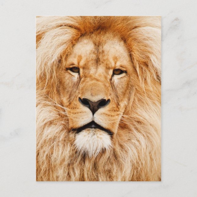 Lion Postcard (Front)