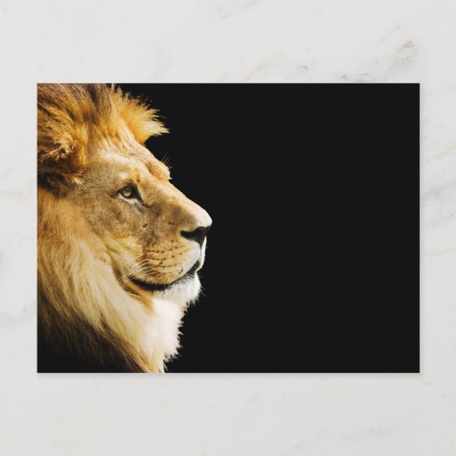 Lion Postcard (Front)