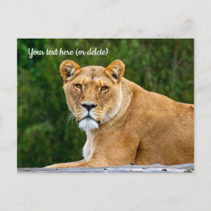 Lion Postcard