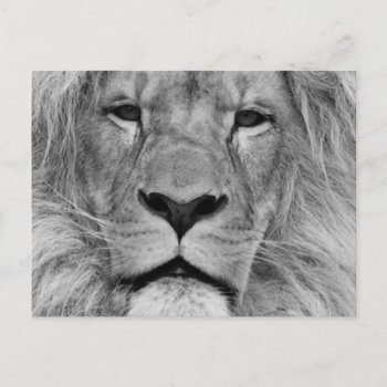 Lion Postcard by TiagoMiguel at Zazzle