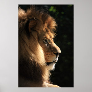 Lion Poster
