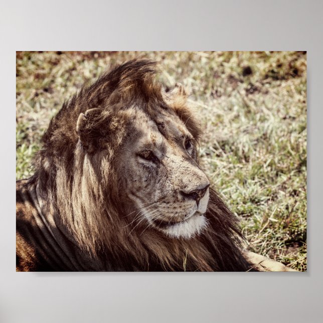 Lion Poster (Front)