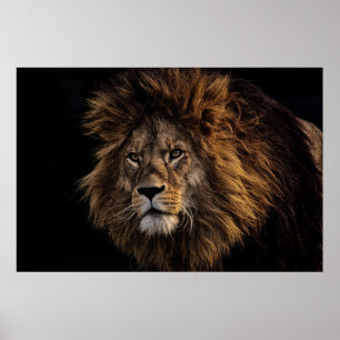 Lion Poster