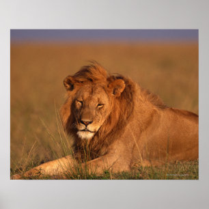 Lion Poster