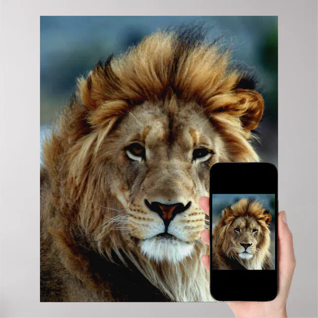 Lion Poster | Zazzle