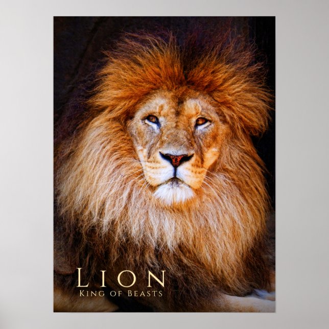 Lion [Poster] Poster (Front)