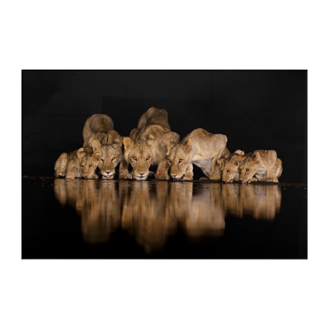 Lion Pride Drinks at the Water Hole at Night Acrylic Print (Front)