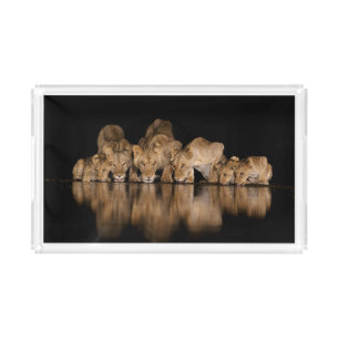 Lion Pride Drinks at the Water Hole at Night Acrylic Tray