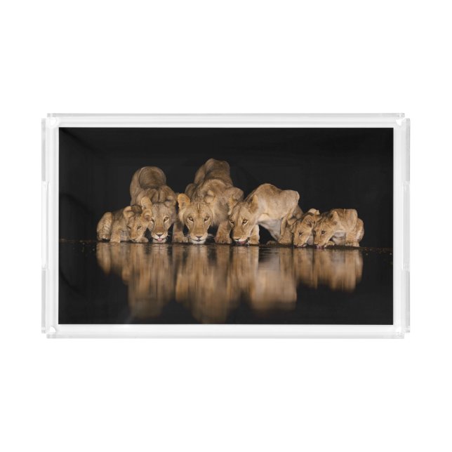 Lion Pride Drinks at the Water Hole at Night Acrylic Tray (Front)