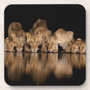 Lion Pride Drinks at the Water Hole at Night Beverage Coaster