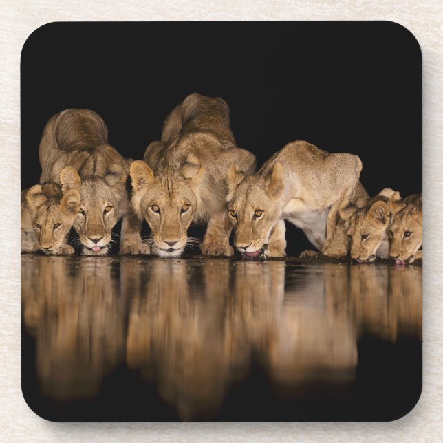 Lion Pride Drinks at the Water Hole at Night Beverage Coaster (Front)
