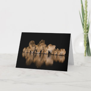 Lion Pride Drinks at the Water Hole at Night Card