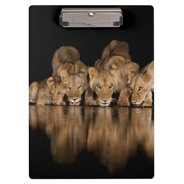 Lion Pride Drinks at the Water Hole at Night Clipboard (Front)