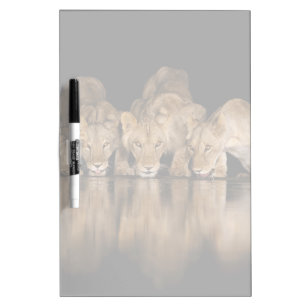 Lion Pride Drinks at the Water Hole at Night Dry Erase Board