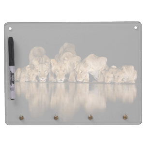 Lion Pride Drinks at the Water Hole at Night Dry Erase Board With Keychain Holder