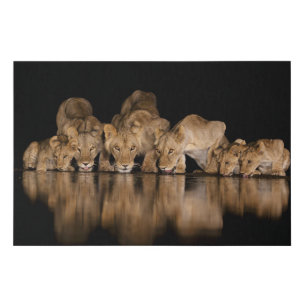Lion Pride Drinks at the Water Hole at Night Faux Canvas Print