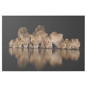 Lion Pride Drinks at the Water Hole at Night Gallery Wrap