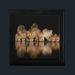 Lion Pride Drinks at the Water Hole at Night Gift Box<br><div class="desc">Africa,  East Africa,  Kenya,  Great Rift Valley,  Olkirimatian Conservancy,  lion,  Panthera leo.  A lion pride drinks at the water hole at night.</div>