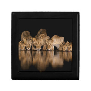 Lion Pride Drinks at the Water Hole at Night Gift Box