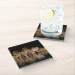 Lion Pride Drinks at the Water Hole at Night Glass Coaster<br><div class="desc">Africa,  East Africa,  Kenya,  Great Rift Valley,  Olkirimatian Conservancy,  lion,  Panthera leo.  A lion pride drinks at the water hole at night.</div>
