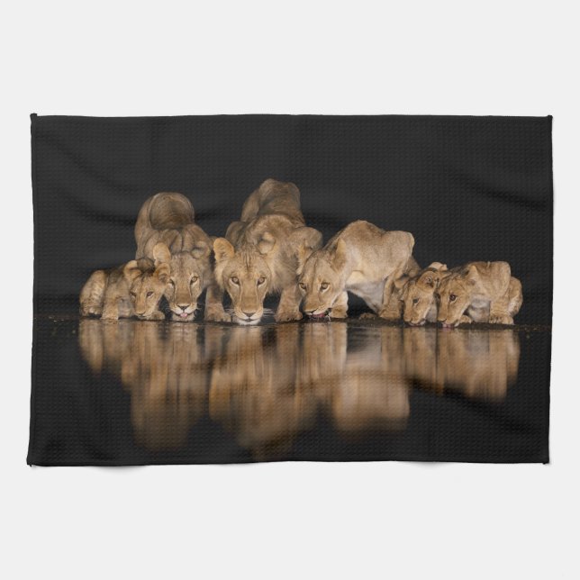 Lion Pride Drinks at the Water Hole at Night Kitchen Towel (Horizontal)