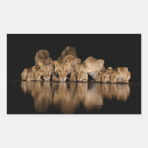 Lion Pride Drinks at the Water Hole at Night Rectangular Sticker