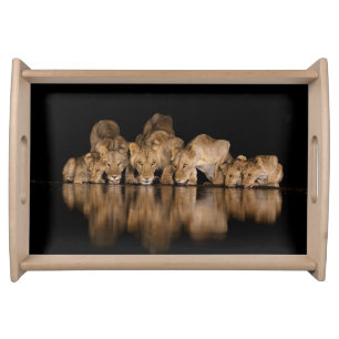 Lion Pride Drinks at the Water Hole at Night Serving Tray