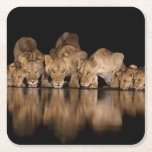 Lion Pride Drinks at the Water Hole at Night Square Paper Coaster<br><div class="desc">Africa,  East Africa,  Kenya,  Great Rift Valley,  Olkirimatian Conservancy,  lion,  Panthera leo.  A lion pride drinks at the water hole at night.</div>