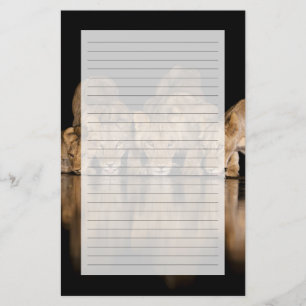 Lion Pride Drinks at the Water Hole at Night Stationery