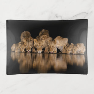 Lion Pride Drinks at the Water Hole at Night Trinket Tray