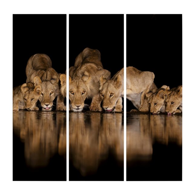 Lion Pride Drinks at the Water Hole at Night Triptych (Front)