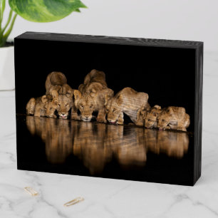 Lion Pride Drinks at the Water Hole at Night Wooden Box Sign