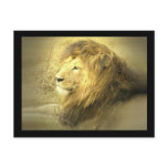 Lion Pride Postcard
