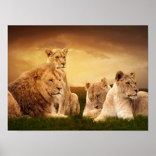 Lion pride poster | Zazzle.com