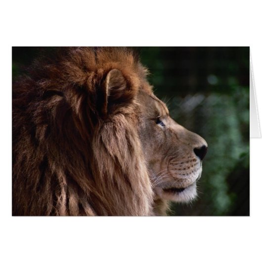 lion profile cards (Front Horizontal)