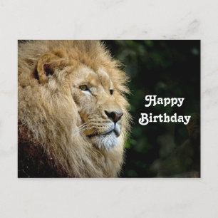 Lion Profile Wildlife Photo Birthday Postcard