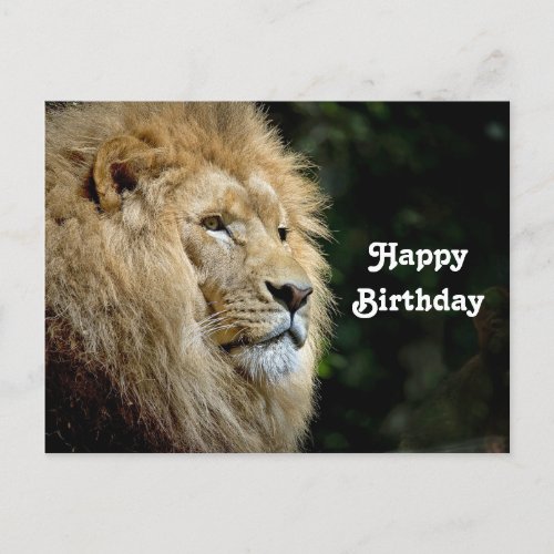 Lion Profile Wildlife Photo Birthday Postcard