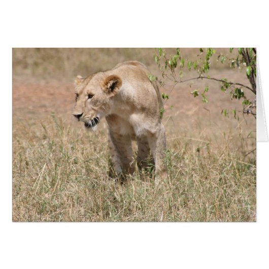 lion prowl cards (Front Horizontal)