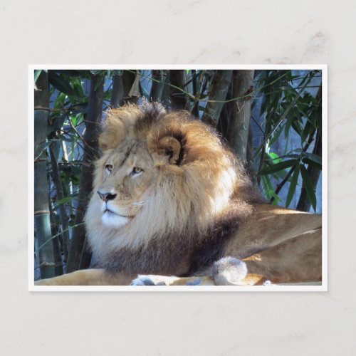 lion relax postcard