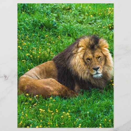 Lion Relaxing in Green Grass Photo