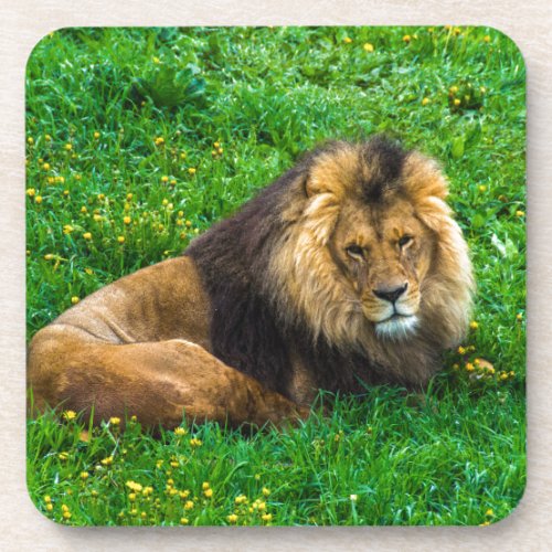 Lion Relaxing in Green Grass Photo Beverage Coaster