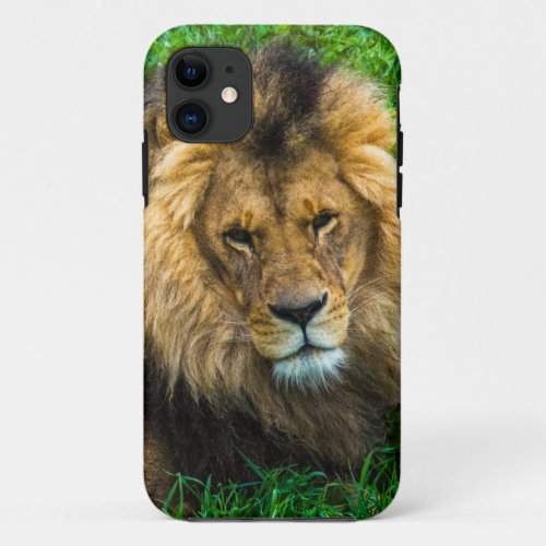 Lion Relaxing in Green Grass Photo iPhone 11 Case