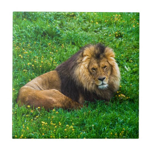 Lion Relaxing in Green Grass Photo Ceramic Tile
